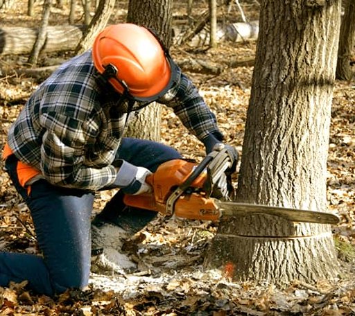 Tree Removal in Ruby, AK